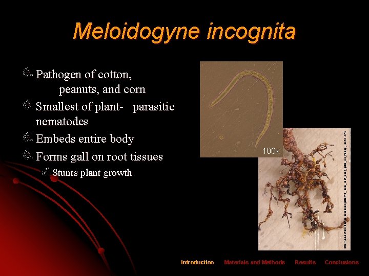 Pathogen of cotton, peanuts, and corn Smallest of plant- parasitic nematodes Embeds entire body