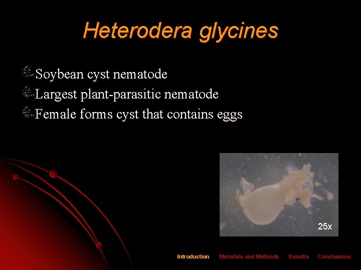 Heterodera glycines Soybean cyst nematode Largest plant-parasitic nematode Female forms cyst that contains eggs