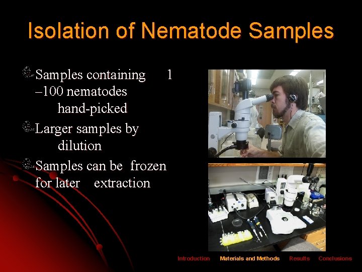Isolation of Nematode Samples containing 1 – 100 nematodes hand-picked Larger samples by dilution