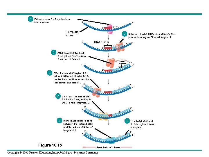 1 Primase joins RNA nucleotides into a primer. 3 5 5 3 Template strand