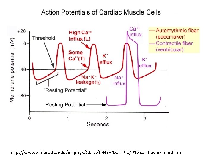 http: //www. colorado. edu/intphys/Class/IPHY 3430 -200/012 cardiovascular. htm 