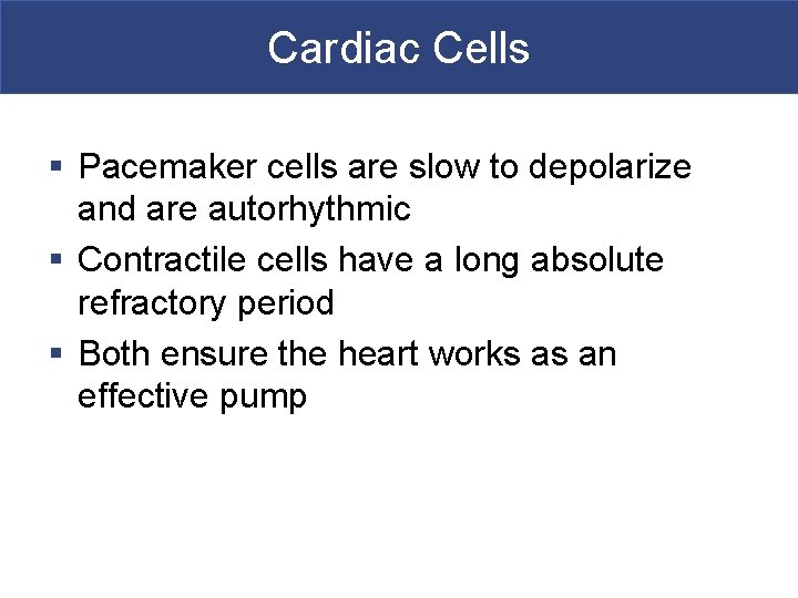 Cardiac Cells § Pacemaker cells are slow to depolarize and are autorhythmic § Contractile