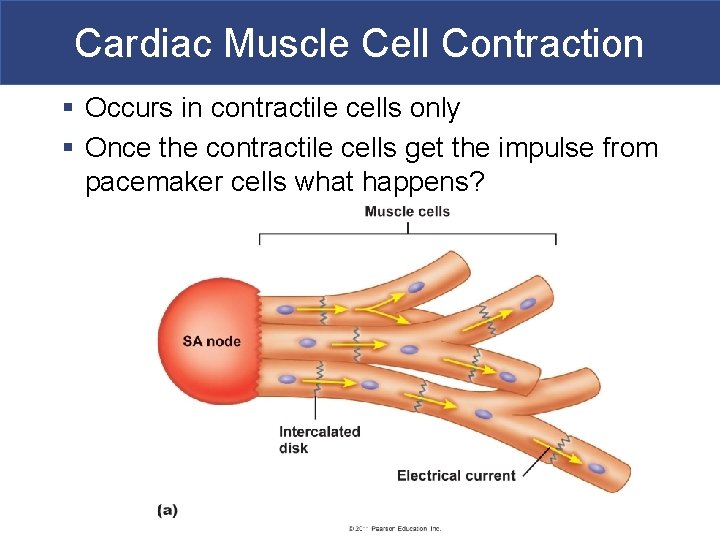 Cardiac Muscle Cell Contraction § Occurs in contractile cells only § Once the contractile