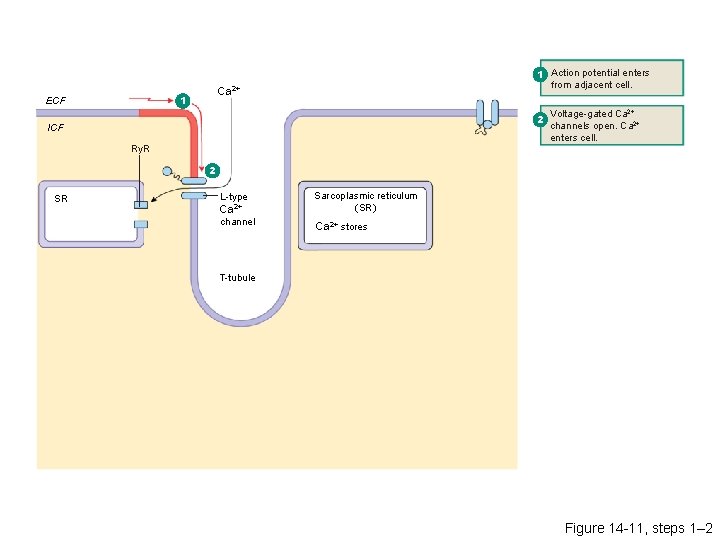 Ca 2+ 1 ECF 1 Action potential enters from adjacent cell. 2 ICF Ry.