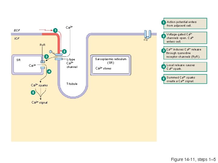 Ca 2+ 1 ECF 1 Action potential enters from adjacent cell. 2 ICF Ry.