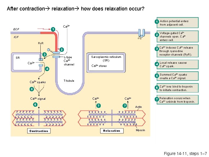 After contraction relaxation how does relaxation occur? Ca 2+ 1 ECF 1 Action potential