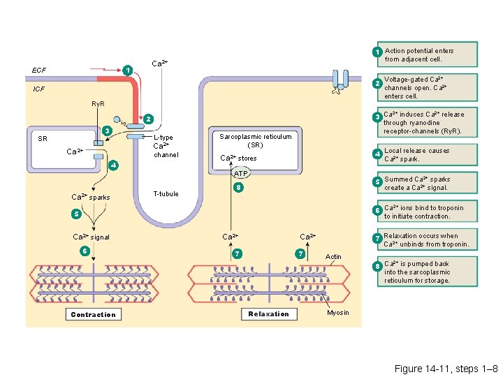 Ca 2+ 1 ECF 1 Action potential enters from adjacent cell. 2 ICF Ry.