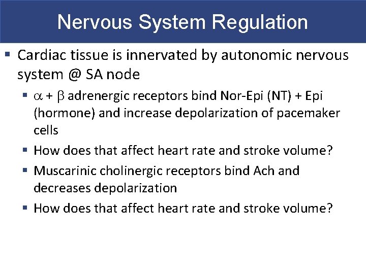 Nervous System Regulation § Cardiac tissue is innervated by autonomic nervous system @ SA