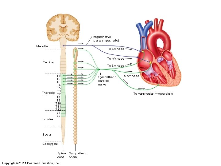 Vagus nerve (parasympathetic) Medulla To SA node To AV node Cervical To SA node