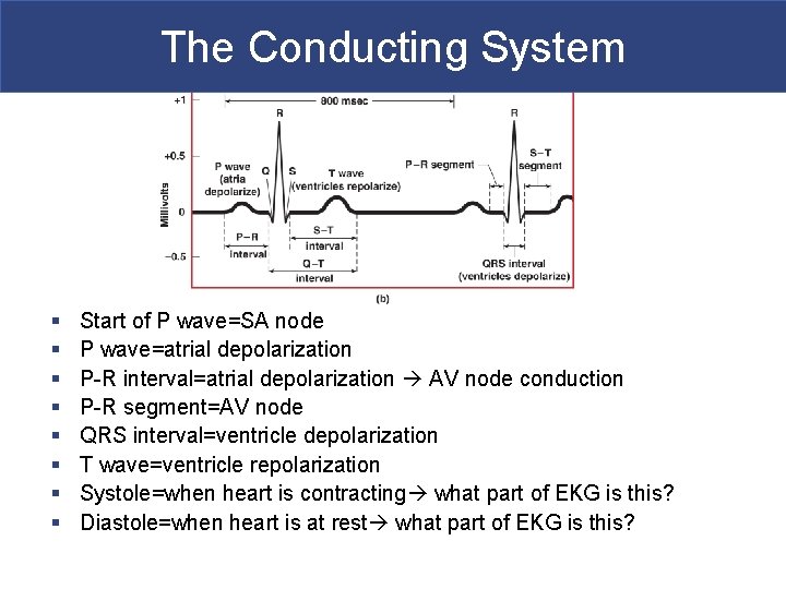 The Conducting System § § § § Start of P wave=SA node P wave=atrial