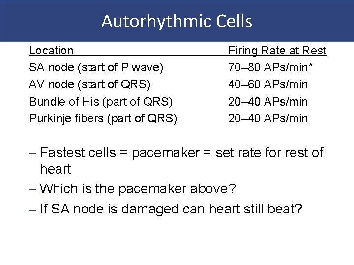 Autorhythmic Cells Location SA node (start of P wave) AV node (start of QRS)