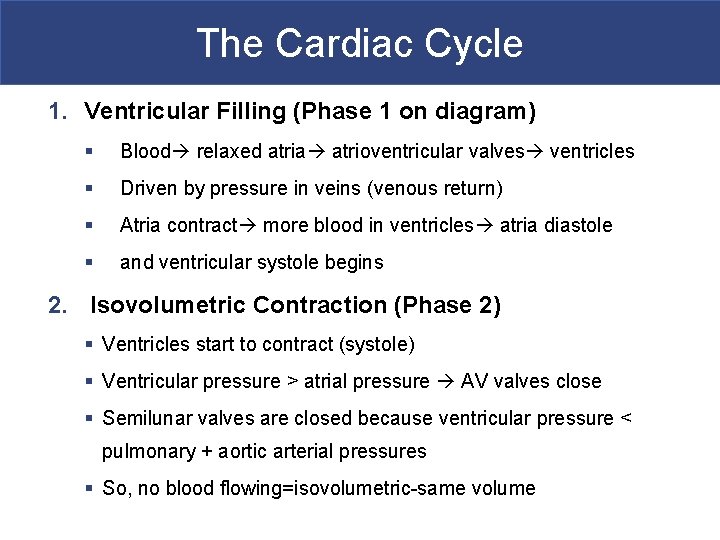 The Cardiac Cycle 1. Ventricular Filling (Phase 1 on diagram) § Blood relaxed atria