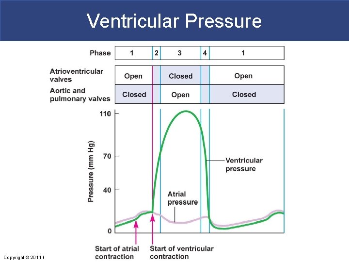 Ventricular Pressure Copyright © 2011 Pearson Education, Inc. 