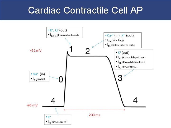 Cardiac Contractile Cell AP 