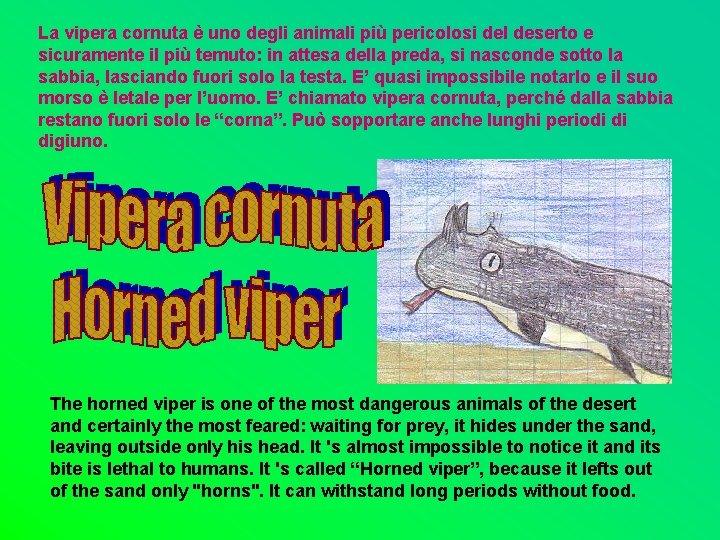 La vipera cornuta è uno degli animali più pericolosi del deserto e sicuramente il