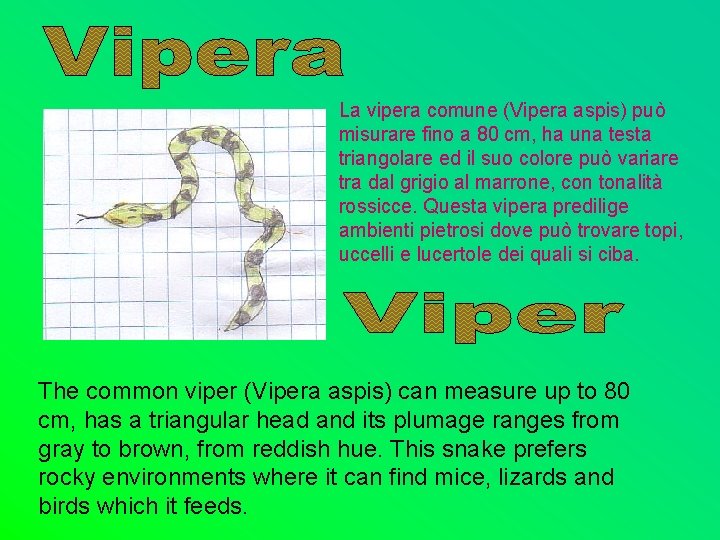 La vipera comune (Vipera aspis) può misurare fino a 80 cm, ha una testa