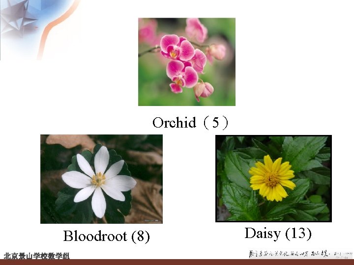 Orchid（5） Bloodroot (8) 北京景山学校数学组 Daisy (13) 