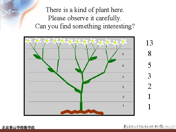 There is a kind of plant here. Please observe it carefully. Can you find