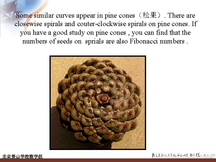 Some similar curves appear in pine cones（松果）. There are closewise spirals and couter-clockwise spirals