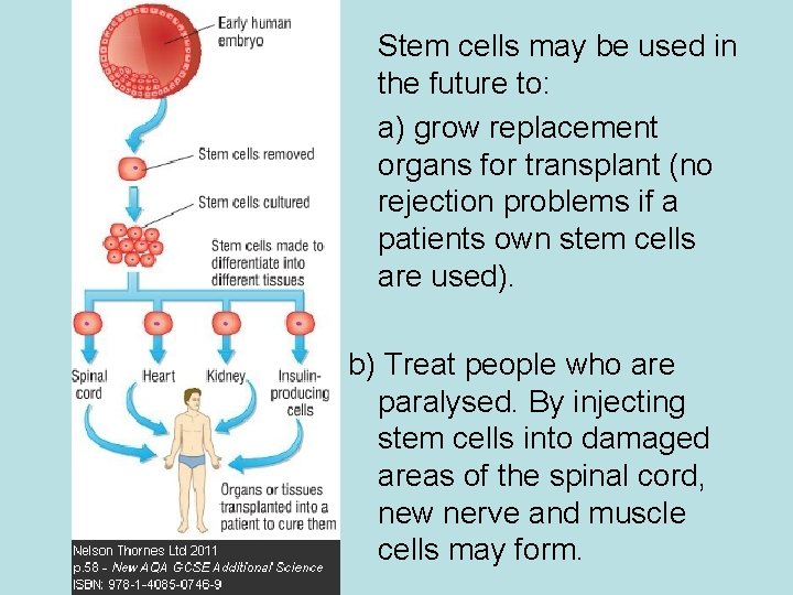 Stem cells may be used in the future to: a) grow replacement organs for