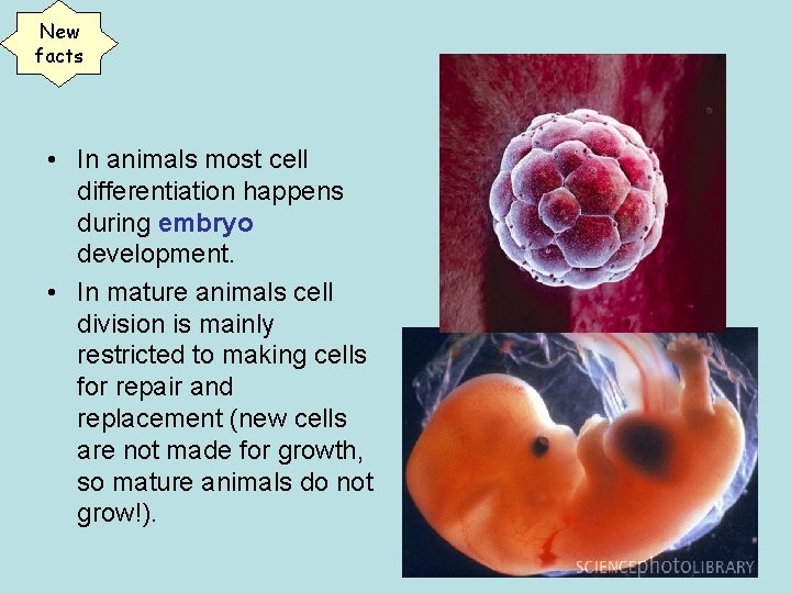 New facts • In animals most cell differentiation happens during embryo development. • In