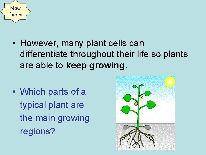 New facts • However, many plant cells can differentiate throughout their life so plants