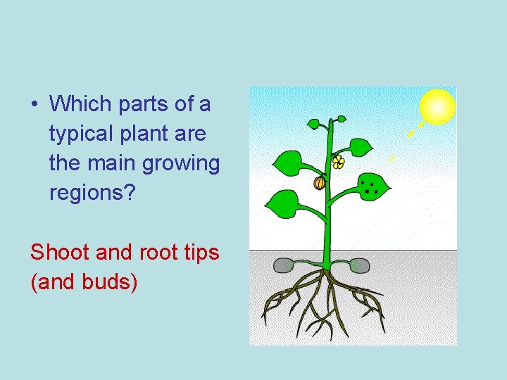  • Which parts of a typical plant are the main growing regions? Shoot