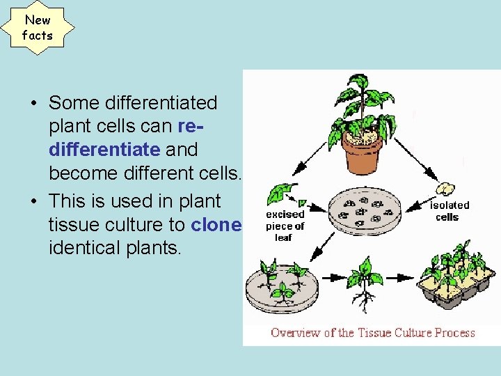 New facts • Some differentiated plant cells can redifferentiate and become different cells. •