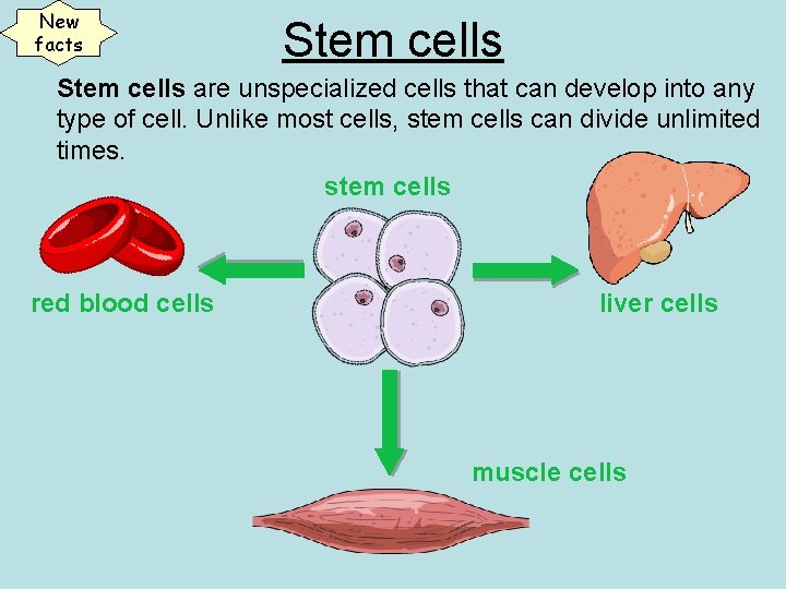 New facts Stem cells are unspecialized cells that can develop into any type of