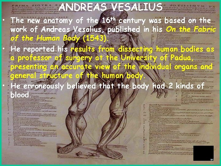ANDREAS VESALIUS • The new anatomy of the 16 th century was based on