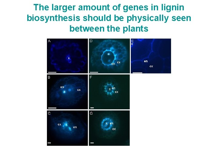 The larger amount of genes in lignin biosynthesis should be physically seen between the