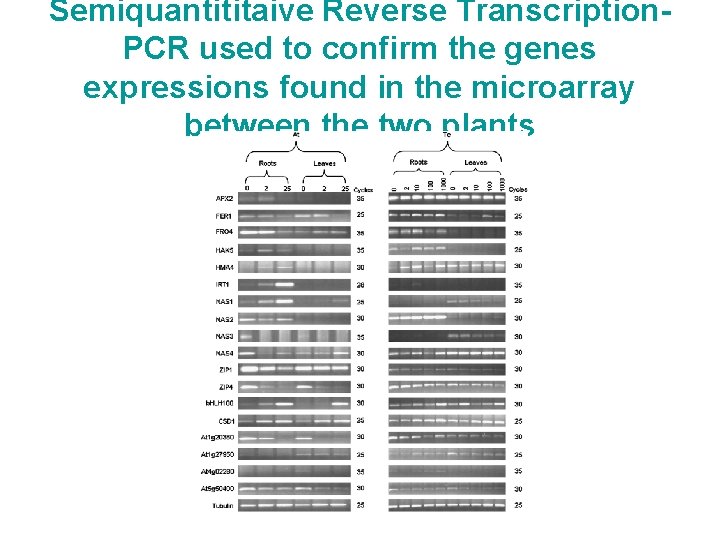 Semiquantititaive Reverse Transcription. PCR used to confirm the genes expressions found in the microarray