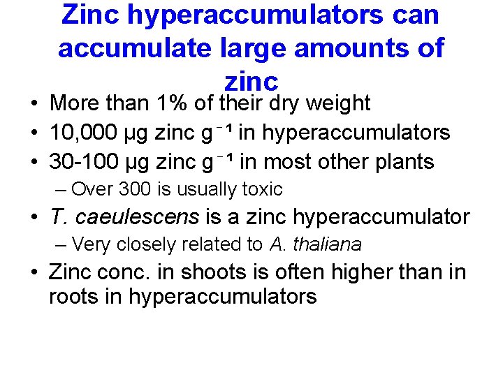 Zinc hyperaccumulators can accumulate large amounts of zinc • More than 1% of their