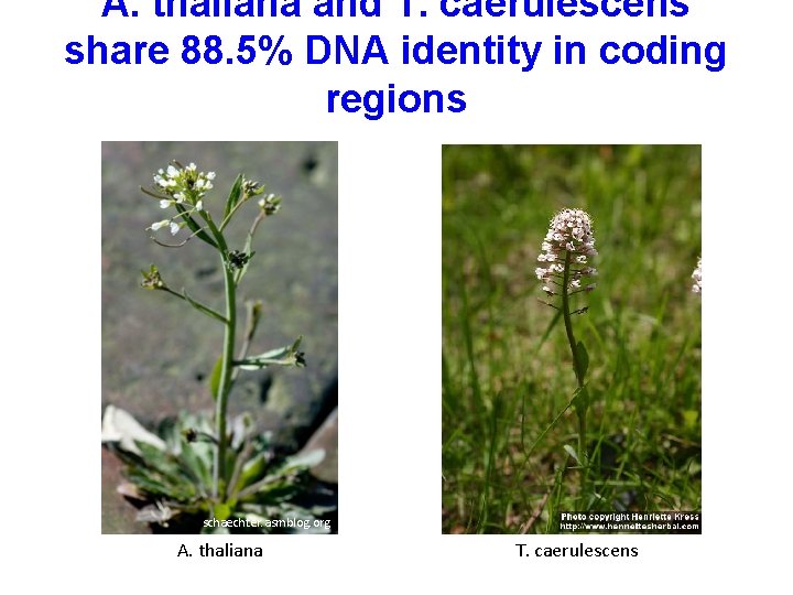 A. thaliana and T. caerulescens share 88. 5% DNA identity in coding regions schaechter.