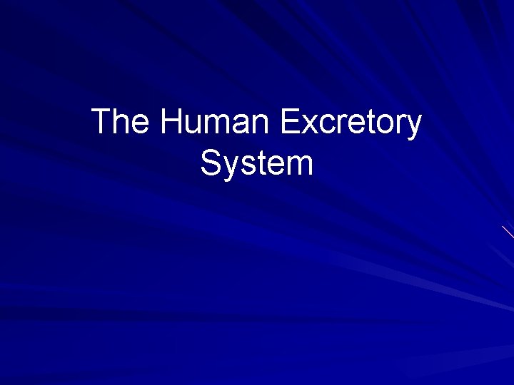 The Human Excretory System 