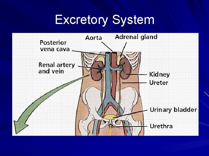 Excretory System 