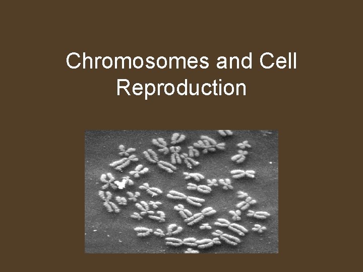 Chromosomes and Cell Reproduction 