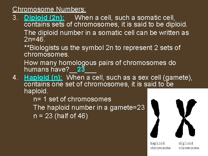 Chromosome Numbers: 3. Diploid (2 n): When a cell, such a somatic cell, contains
