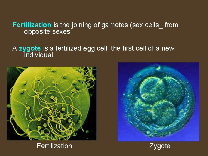 Fertilization is the joining of gametes (sex cells_ from opposite sexes. A zygote is