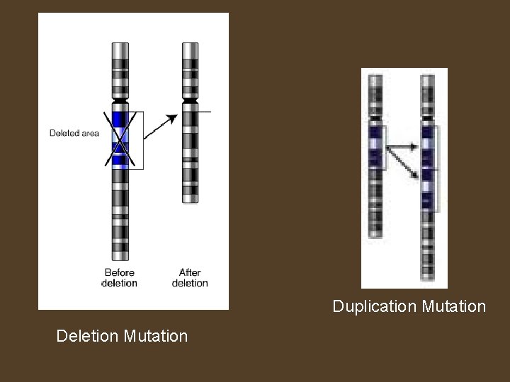 Duplication Mutation Deletion Mutation 