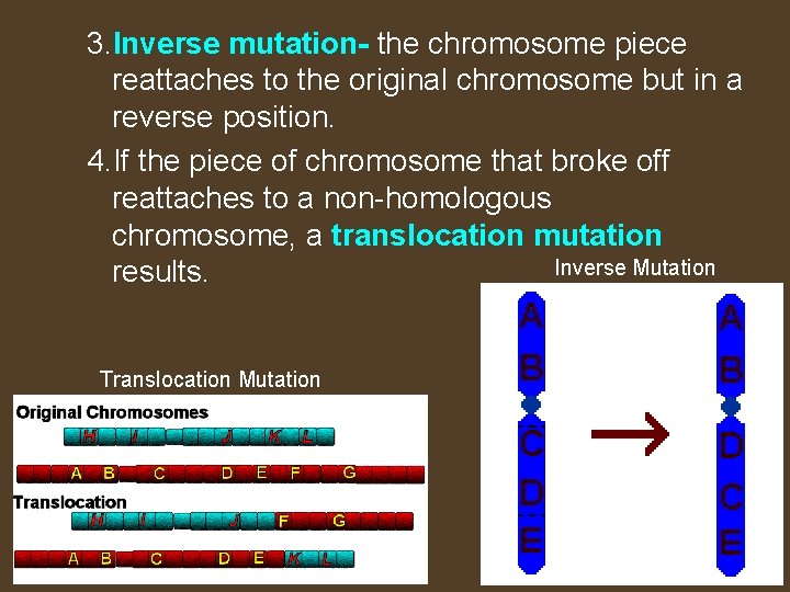 3. Inverse mutation- the chromosome piece reattaches to the original chromosome but in a