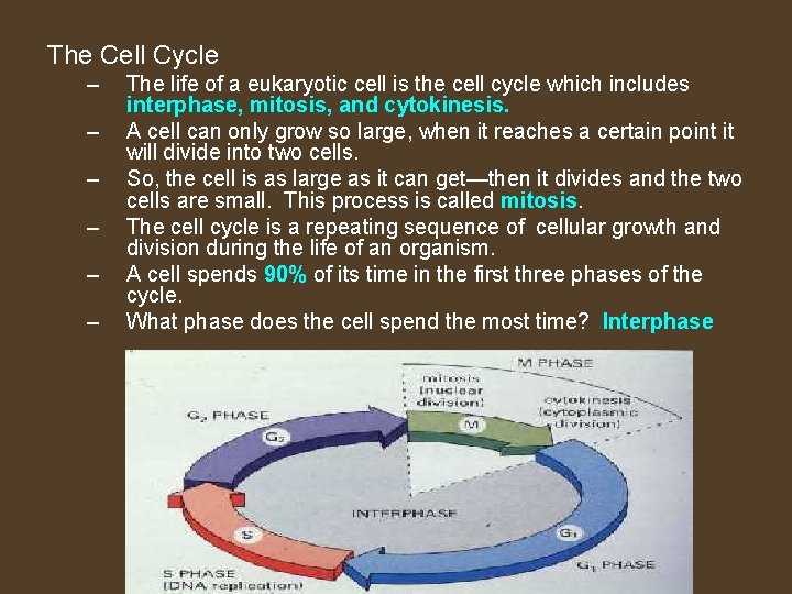 The Cell Cycle – – – The life of a eukaryotic cell is the
