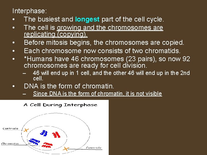 Interphase: • The busiest and longest part of the cell cycle. • The cell