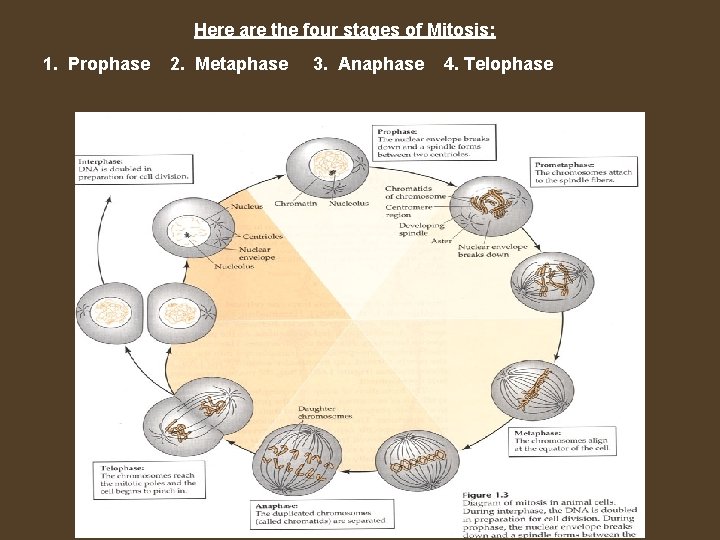 Here are the four stages of Mitosis: 1. Prophase 2. Metaphase 3. Anaphase 4.