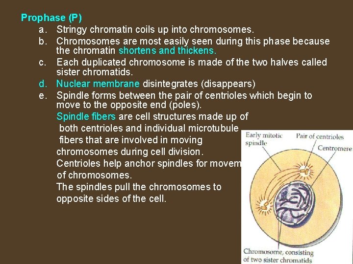 Prophase (P) a. Stringy chromatin coils up into chromosomes. b. Chromosomes are most easily