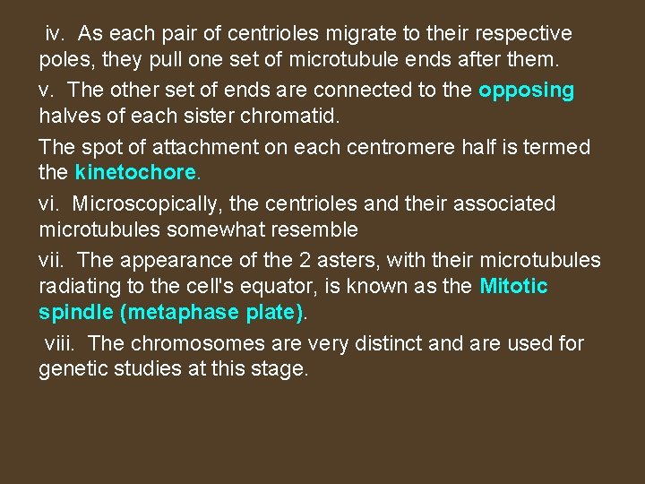 iv. As each pair of centrioles migrate to their respective poles, they pull one