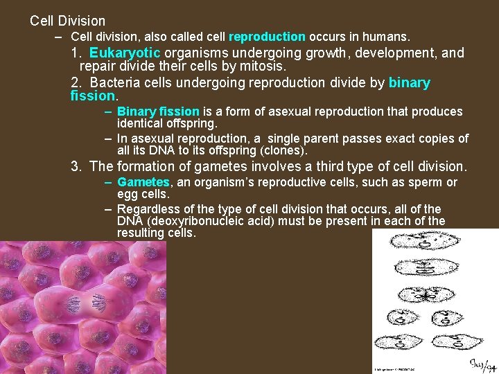 Cell Division – Cell division, also called cell reproduction occurs in humans. 1. Eukaryotic