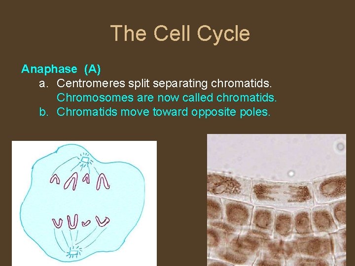 The Cell Cycle Anaphase (A) a. Centromeres split separating chromatids. Chromosomes are now called
