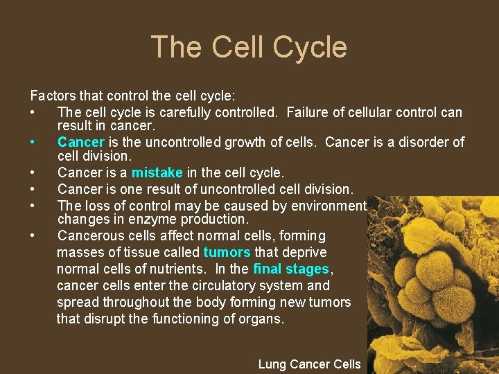 The Cell Cycle Factors that control the cell cycle: • The cell cycle is