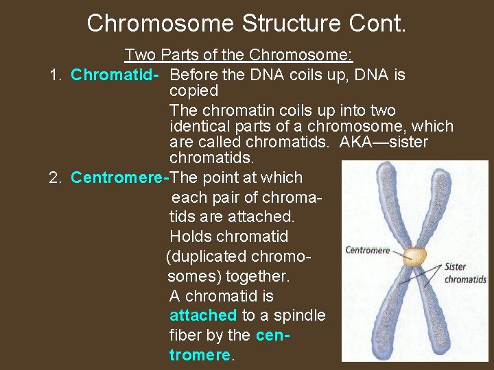 Chromosome Structure Cont. Two Parts of the Chromosome: 1. Chromatid- Before the DNA coils